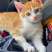 Almond is registered to the contest to win money with this photo: animal, car_seat, cat, close_up, curious, cute, ears, fabric, feline, gray, indoor, kitten, orange_and_white, paws, pet, portrait, resting, texture, whiskers, young