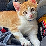 animal, car_seat, cat, close_up, curious, cute, ears, fabric, feline, gray, indoor, kitten, orange_and_white, paws, pet, portrait, resting, texture, whiskers, young