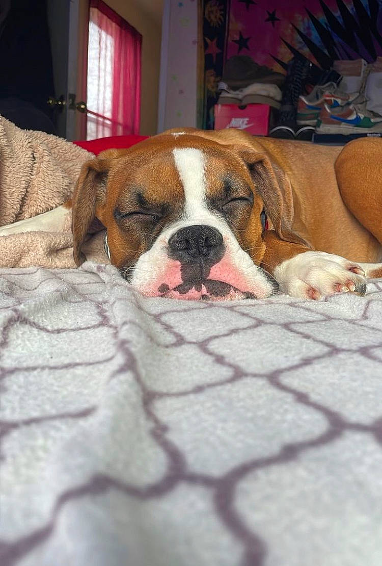 Buster joined the competition — help win amazing prizes! animal_shelter, ball, canidae, carnivore, comfort, companion_dog, dog, dog_breed, dog_supply, fawn, floor, flooring, pet_supply, snout, sporting_group, whiskers, window, wood, working_animal, wrinkle