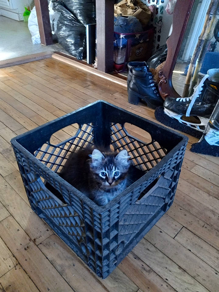 Hermoine is registered to the contest to win money with this photo: animal_shelter, basket, carnivore, cat, cat_supply, comfort, domestic_short_haired_cat, felidae, flooring, fur, grey, hardwood, home_accessories, metal, room, small_to_medium_sized_cats, storage_basket, whiskers, wicker, wood