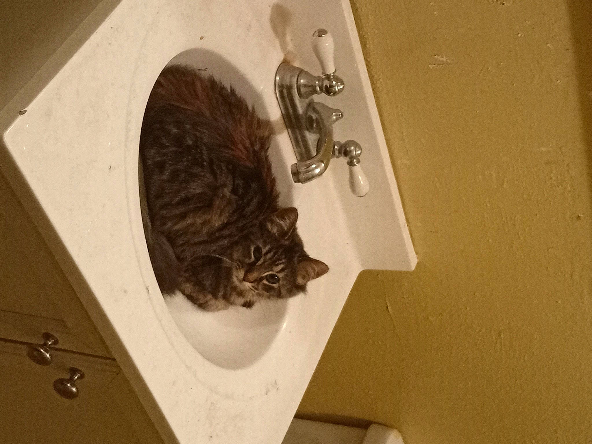 Hermoine is registered to the contest to win money with this photo: carnivore, cat, ceiling, domestic_short_haired_cat, door, door_handle, felidae, flooring, fur, molding, plaster, room, small_to_medium_sized_cats, tail, terrestrial_animal, whiskers, wood