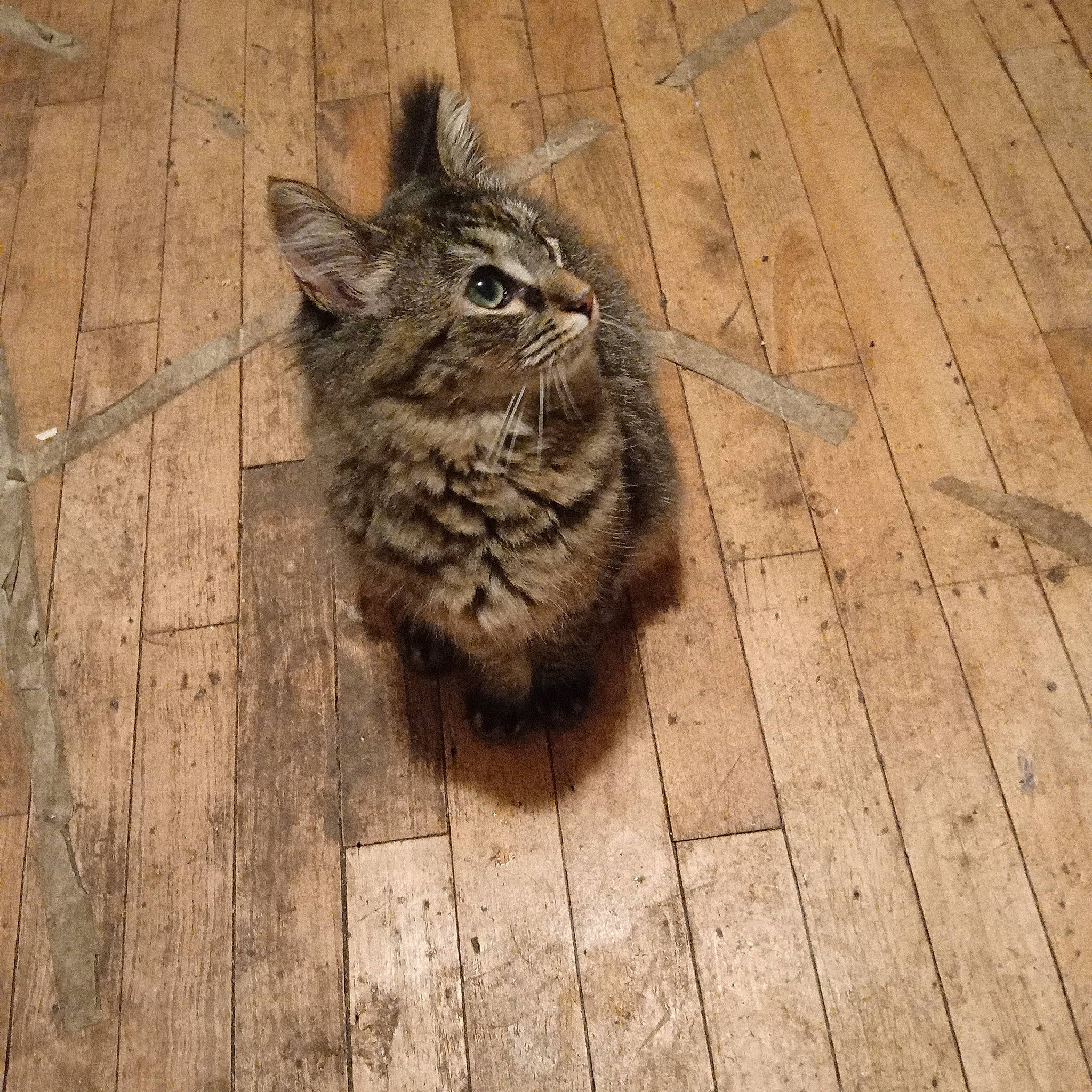 Hermoine is registered to the contest to win money with this photo: beak, carnivore, cat, domestic_short_haired_cat, felidae, floor, flooring, grey, hardwood, owl, plank, road_surface, sculpture, small_to_medium_sized_cats, tail, terrestrial_animal, whiskers, wood, wood_flooring, wood_stain