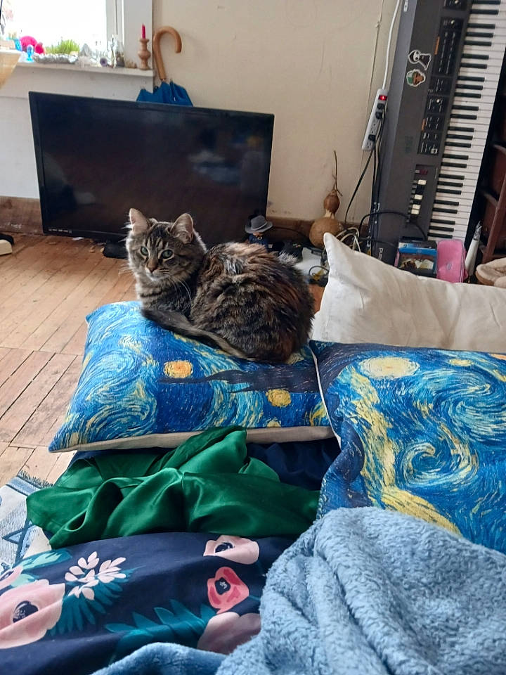 Hermoine joined the competition — help win amazing prizes! azure, bag, blue, carnivore, cat, comfort, couch, felidae, flooring, grey, house, linens, living_room, luggage_and_bags, musical_instrument, personal_computer, small_to_medium_sized_cats, tree, whiskers, wood