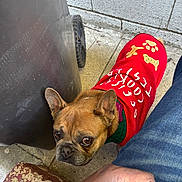 Willow is registered to the contest to win money with this photo: dog, french_bulldog, pet, sweater, red_sweater, paw_print, bone, concrete_floor, brick_wall, trash_bin, person, jeans, hand, outdoor, curious, looking_up, brown_dog, close_up, cute, animal