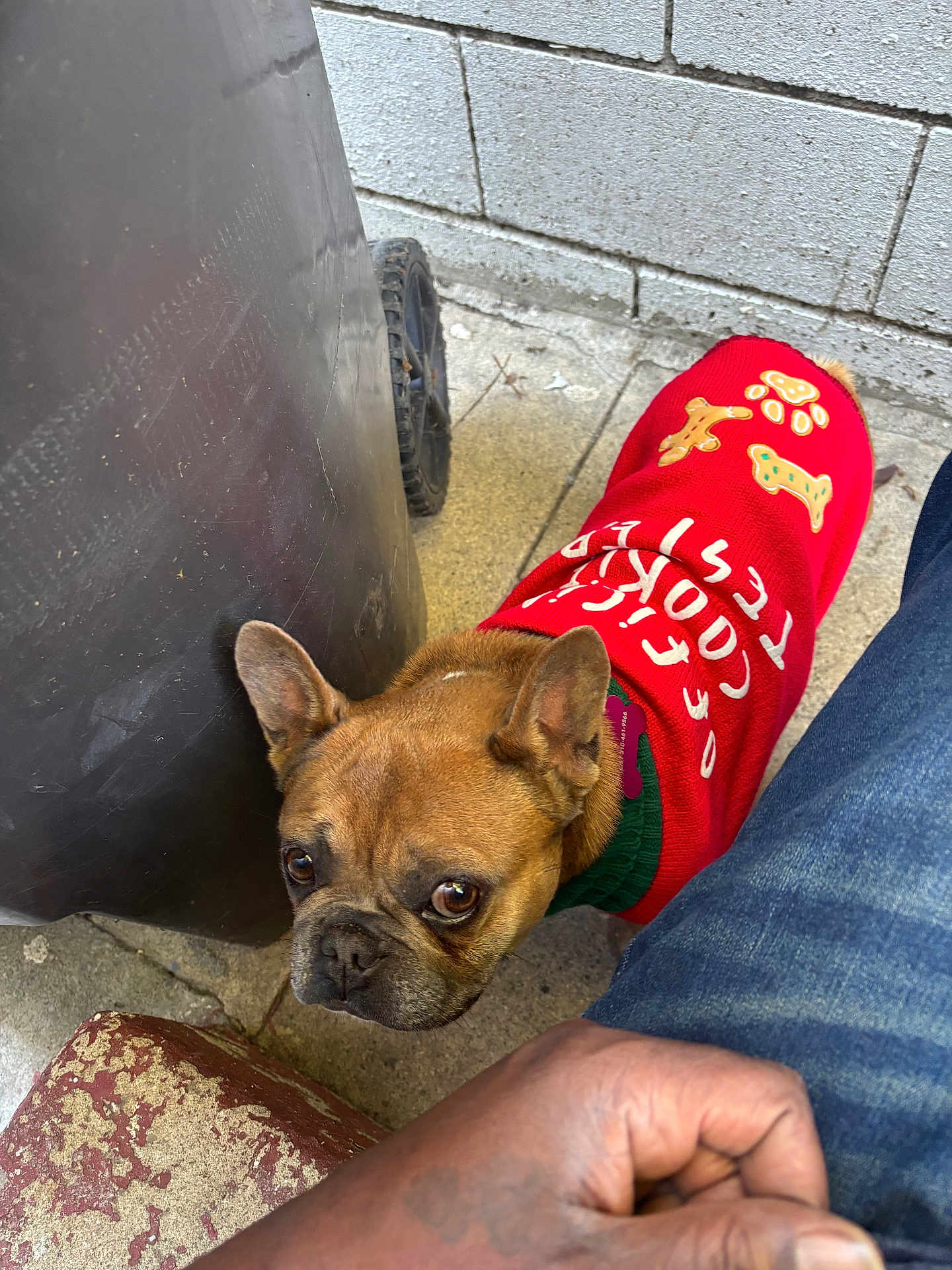 Willow is registered to the contest to win money with this photo: dog, french_bulldog, pet, sweater, red_sweater, paw_print, bone, concrete_floor, brick_wall, trash_bin, person, jeans, hand, outdoor, curious, looking_up, brown_dog, close_up, cute, animal