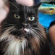 Dj. is registered to the contest to win money with this photo: animal, bed, bell, black_cat, cat, close_up, collar, cute, domestic_cat, feline, fluffy, focused, furniture, green_eyes, indoor, looking, pet, portrait, whiskers, white_fur