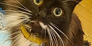 Dj. is registered to the contest to win money with this photo: animal, black_and_white, cat, close_up, collar, curious, curled_whiskers, cute, domestic, feline, floor, fluffy, fur, household, indoor, long_fur, looking_up, pet, whiskers, wide_eyes