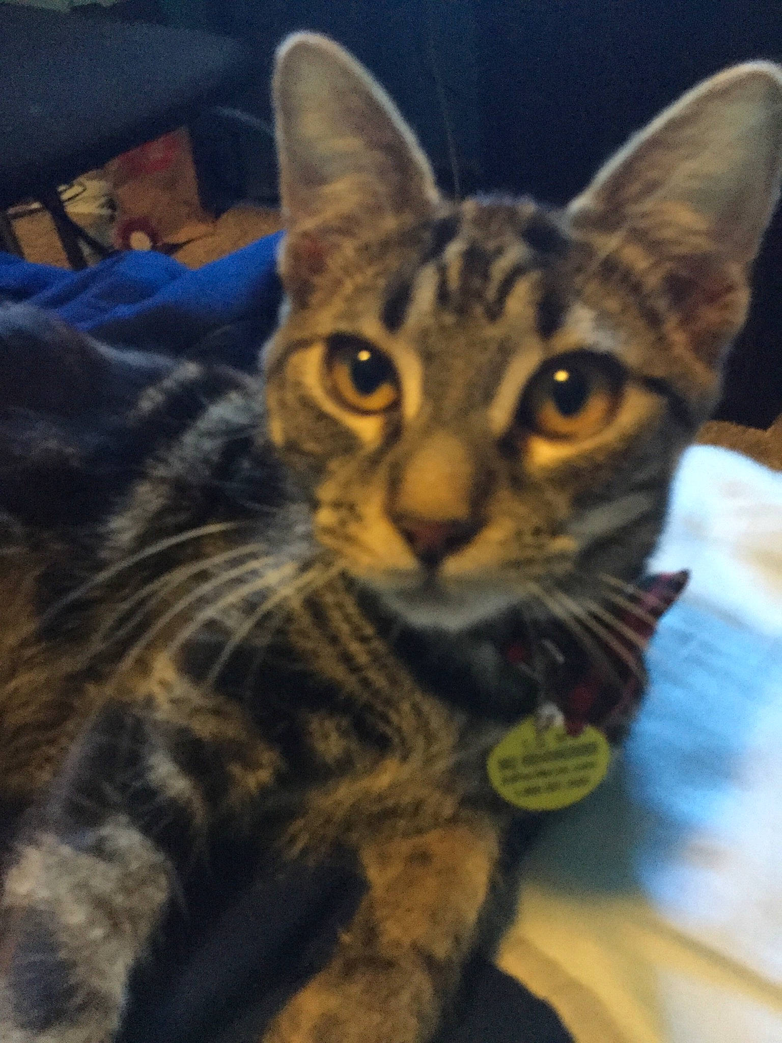 Jacks joined the competition — help win amazing prizes! asian, california_spangled, carnivore, cat, chausie, domestic_short_haired_cat, dragon_li, egyptian_mau, european_shorthair, felidae, kitten, mammal, ocicat, oriental_shorthair, small_to_medium_sized_cats, sokoke, tabby_cat, toyger, vertebrate, whiskers