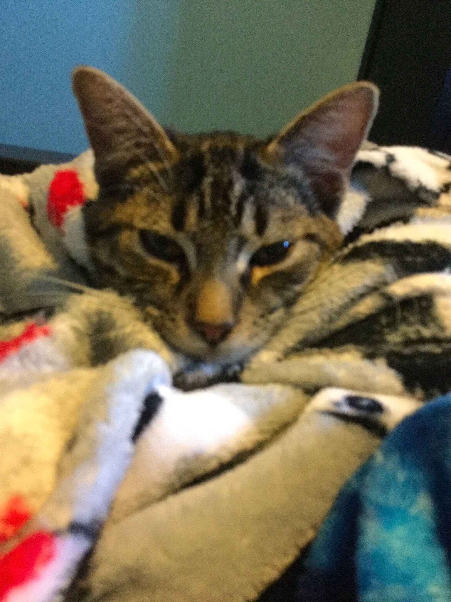 Jacks is registered to the contest to win money with this photo: aegean_cat, american_shorthair, american_wirehair, asian, california_spangled, carnivore, cat, domestic_short_haired_cat, dragon_li, european_shorthair, felidae, fur, german_rex, kitten, mammal, small_to_medium_sized_cats, snout, tabby_cat, vertebrate, whiskers