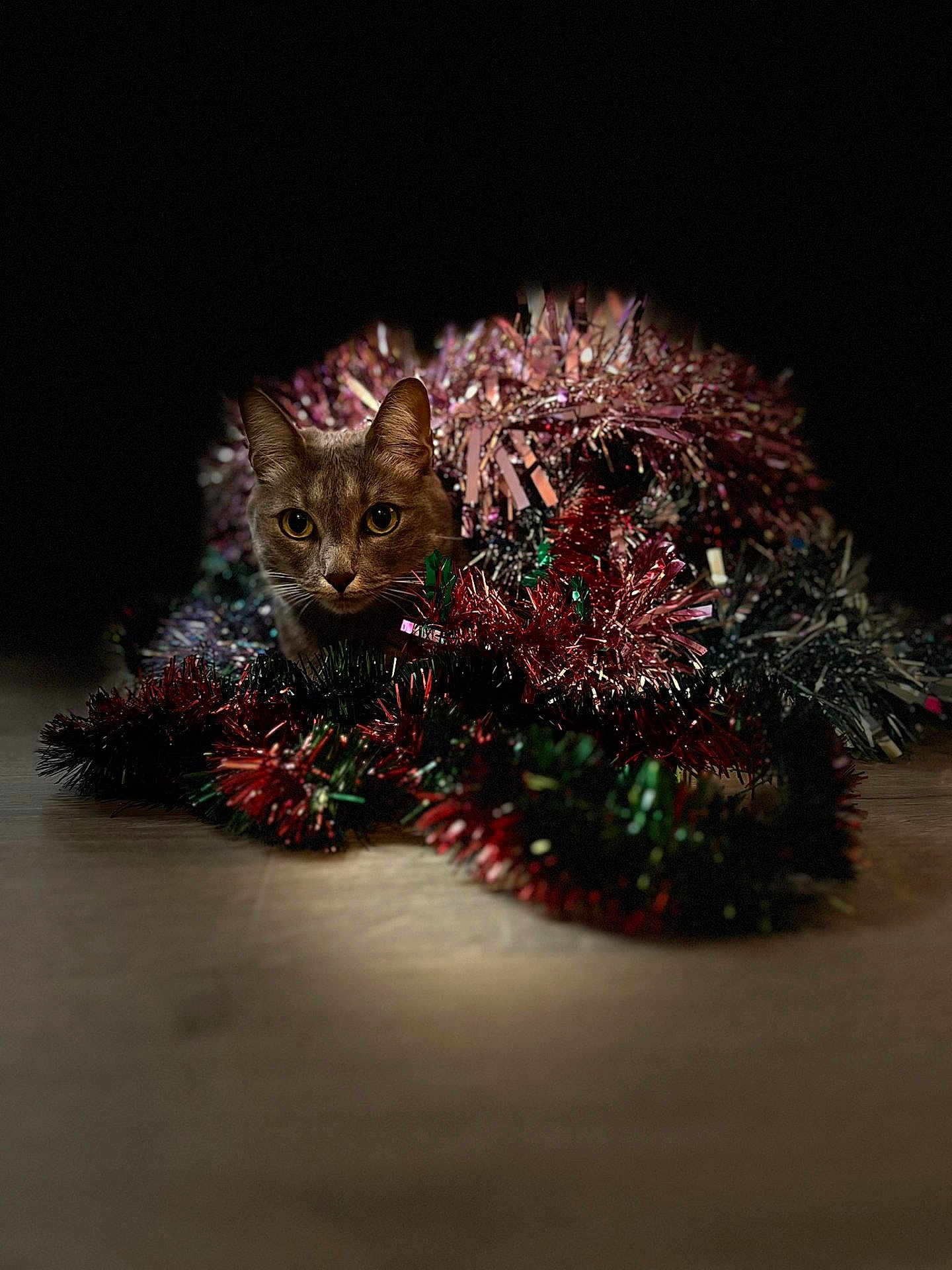 Monoî a rejoint le concours — aidez-le/la à gagner de superbes lots ! cat, tinsel, holiday, festive, decorations, shiny, colorful, curious, alert, pet, indoor, floor, animal, closeup, soft_light, background_blur, christmas, celebration, cute, playful