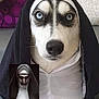 Balto a rejoint le concours — aidez-le/la à gagner de superbes lots ! animal, black_and_white, blue_eyes, close_up, comparison, costume, couch, dog, expression, fabric, face, funny, humor, husky, indoors, mimicry, nun, pet, portrait, staring