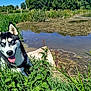 animal, blue_eyes, canine, daylight, dog, grass, greenery, happy, husky, landscape, nature, outdoor, pet, plants, pond, sky, sunny, tongue_out, trees, water