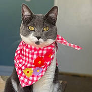 Sheba is registered to the contest to win money with this photo: cat, gray_cat, white_fur, yellow_eyes, bandana, red_bandana, checkered_pattern, flower_pattern, pet, animal, close_up, portrait, whiskers, ears, fur, indoor, looking_at_camera, cute, domestic_cat, feline