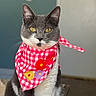cat, gray_cat, white_fur, yellow_eyes, bandana, red_bandana, checkered_pattern, flower_pattern, pet, animal, close_up, portrait, whiskers, ears, fur, indoor, looking_at_camera, cute, domestic_cat, feline