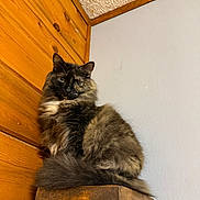 Bitty Kitty joined the competition — help win amazing prizes! cat, tortoiseshell, fluffy, feline, wooden_wall, perch, indoor, pet, animal, sitting, fur, tail, ears, face, whiskers, corner, texture, wood, house, domestic
