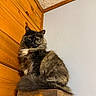 cat, tortoiseshell, fluffy, feline, wooden_wall, perch, indoor, pet, animal, sitting, fur, tail, ears, face, whiskers, corner, texture, wood, house, domestic