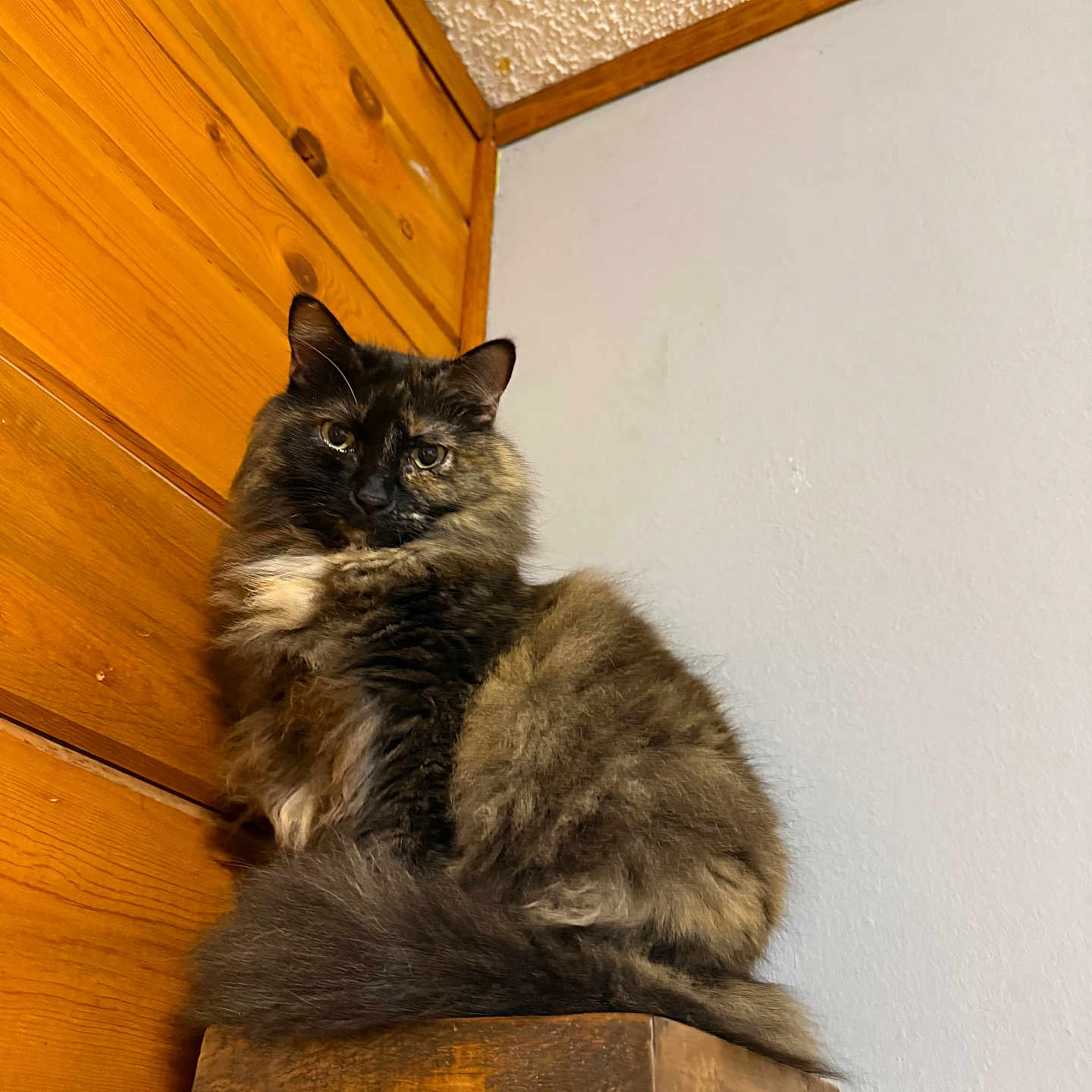 Bitty Kitty