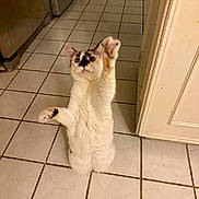 Lacey is registered to the contest to win money with this photo: cat, kitchen, tile_floor, white_cat, playful, pet, indoor, reaching_paw, feline, home, cabinet, appliance, curious, animal, cute, standing, domestic, floor, whiskers, ears
