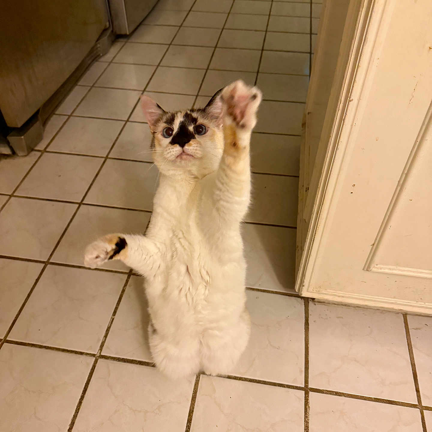 Lacey is registered to the contest to win money with this photo: cat, kitchen, tile_floor, white_cat, playful, pet, indoor, reaching_paw, feline, home, cabinet, appliance, curious, animal, cute, standing, domestic, floor, whiskers, ears