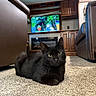 black_cat, cat, pet, indoor, carpet, living_room, furniture, couch, television, wooden_cabinet, floor, animal, mammal, domestic_animal, relaxed, lying_down, houseplant, cozy, home_interior, fur