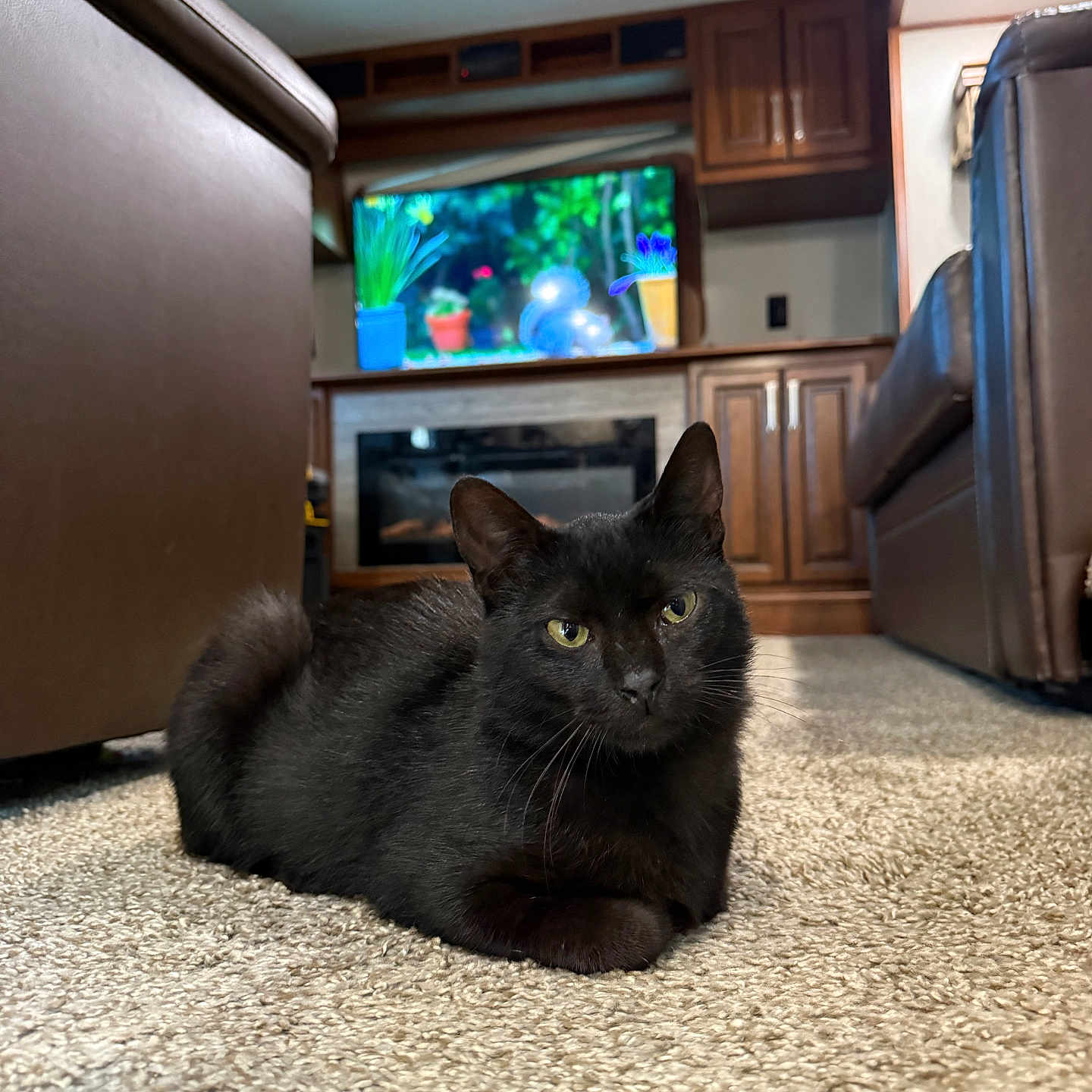 Binx joined the competition — help win amazing prizes! black_cat, cat, pet, indoor, carpet, living_room, furniture, couch, television, wooden_cabinet, floor, animal, mammal, domestic_animal, relaxed, lying_down, houseplant, cozy, home_interior, fur
