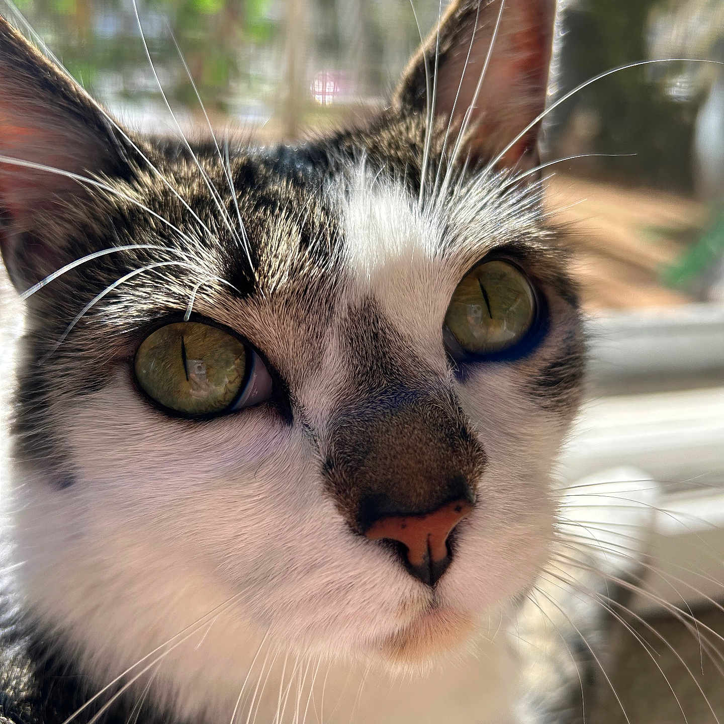 Missy joined the competition — help win amazing prizes! abyssinian, angora, animal, bodypart, cat, kitten, manx, mouth, person, pet, siamese, snout
