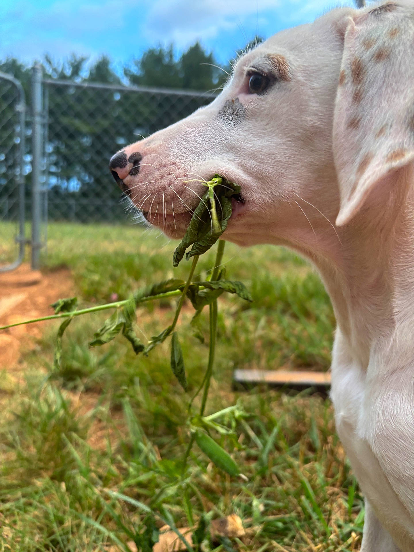 Ayla joined the competition — help win amazing prizes! animal, background, canine, close_up, daylight, dog, ears, fence, grass, leaf, nature, nose, outdoor, pet, plant, side_profile, snout, summer, white_dog, yard