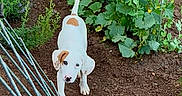 Ayla joined the competition — help win amazing prizes! puppy, dog, white_dog, brown_spot, garden, soil, plants, greenery, fence, curved_fence, outdoor, nature, young_dog, pet, animal, leafy_plants, earth, curious, looking_up, small_dog
