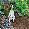 puppy, dog, white_dog, brown_spot, garden, soil, plants, greenery, fence, curved_fence, outdoor, nature, young_dog, pet, animal, leafy_plants, earth, curious, looking_up, small_dog