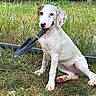 Ayla joined the competition — help win amazing prizes! puppy, dog, grass, garden, backyard, fence, outdoor, pet, white_dog, brown_spots, playful, sitting, trowel, tool, nature, cute, animal, young_dog, canine, summer
