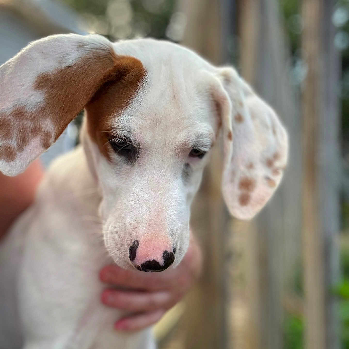 Ayla joined the competition — help win amazing prizes! puppy, dog, white_dog, brown_spots, close_up, outdoor, pet, cute, young_dog, animal, portrait, shallow_depth_of_field, hand, nature, ears, nose, domestic_animal, furry, canine, soft_light