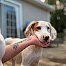 dog, animal, pet, white_dog, tattoo, hand, outdoor, backyard, blurred_background, wooden_deck, house, ear, closeup, portrait, canine, friendly, domestic_animal, young_dog, fence, calm