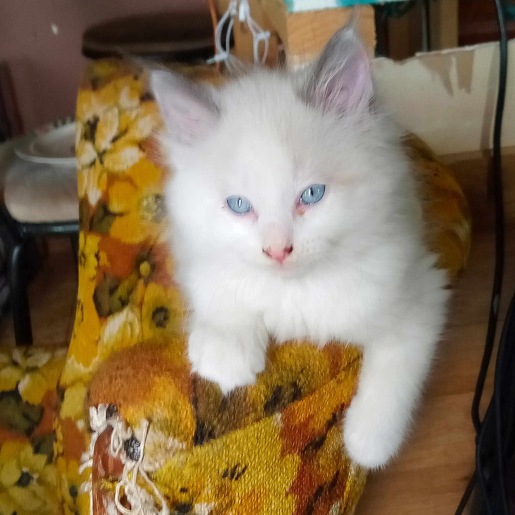 Smokey is registered to the contest to win money with this photo: animal, blue_eyes, cat, chair, climbing, curious, cute, domestic_animal, feline, floral_pattern, fluffy, indoor, kitten, looking, pet, small, soft_fur, vintage, white_cat, young