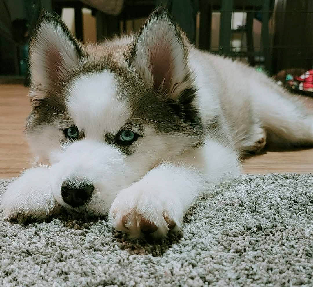 Kaiser is registered to the contest to win money with this photo: ancient_dog_breeds, carnivore, companion_dog, dog, dog_breed, fur, non_sporting_group, siberian_husky, sled_dog, snout, sporting_group, terrestrial_animal, whiskers, working_animal, working_dog