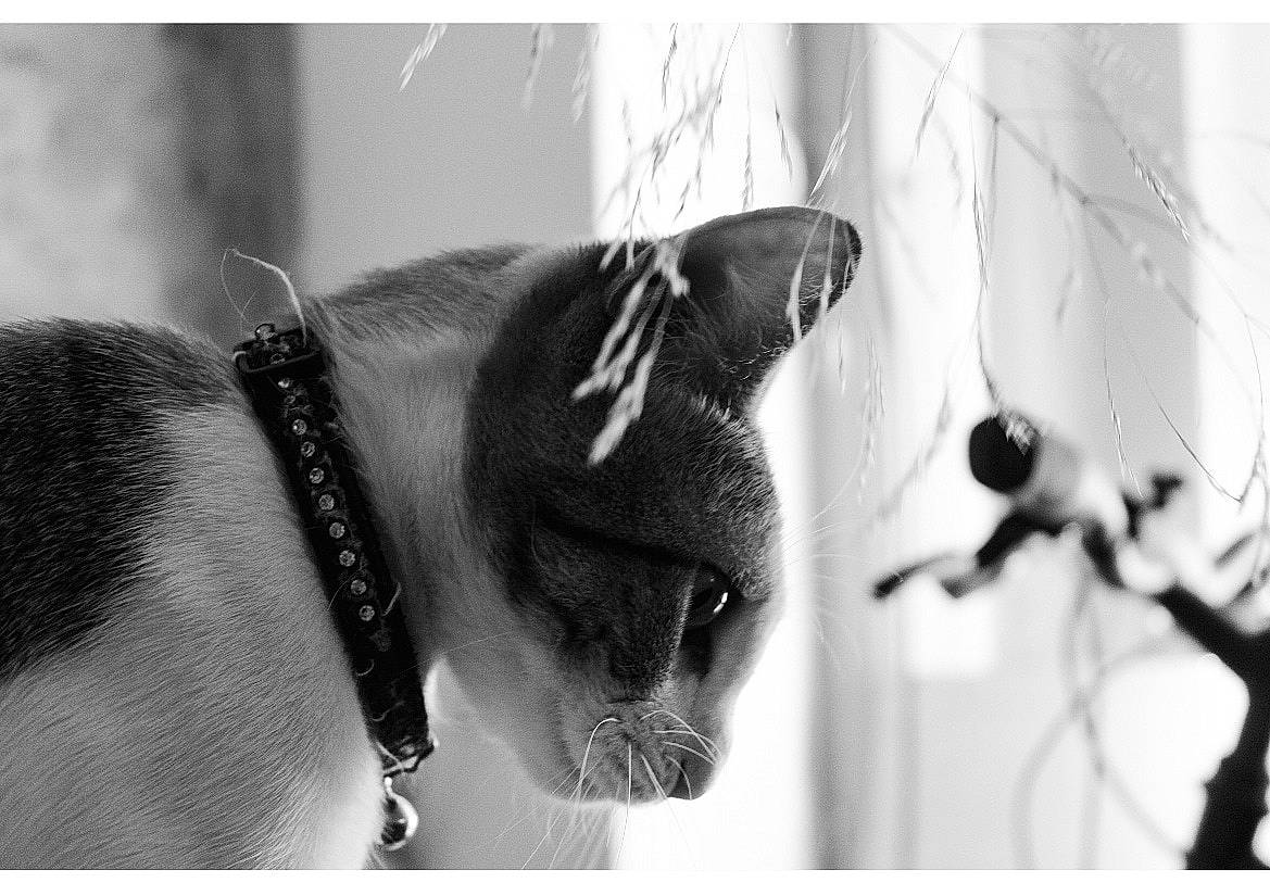 Minette participe au concours pour gagner de l'argent avec cette photo : black, black_and_white, black_cat, cat, ear, eye, felidae, monochrome, monochrome_photography, nose, photograph, photography, small_to_medium_sized_cats, snapshot, snout, stock_photography, style, whiskers, white