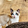 abyssinian, accessories, angora, animal, cat, hardwood, kitten, manx, pet, plywood, siamese, stainedwood, strap, wood