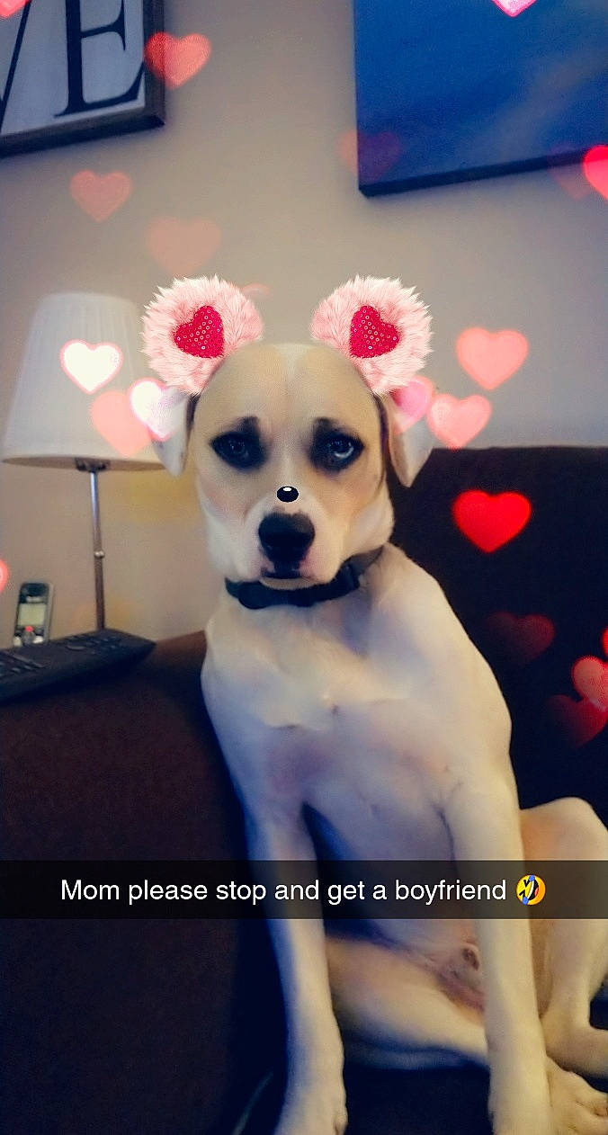 Hondo joined the competition — help win amazing prizes! canidae, carnivore, companion_dog, dog, dog_breed, ear, fawn, labrador_retriever, mammal, nose, paw, photo_caption, puppy, puppy_love, rare_breed_dog, snout, sporting_group