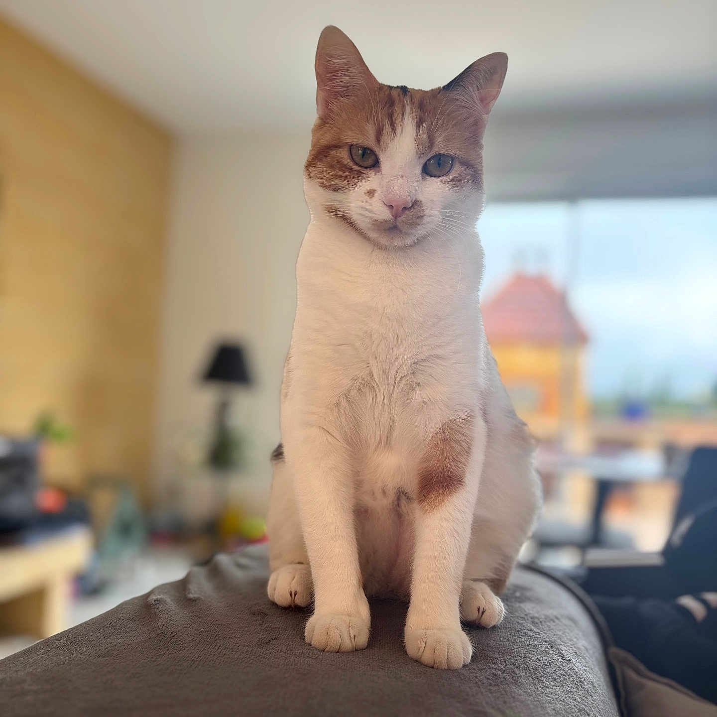 Wendy Jeanne Marquez participe au concours pour gagner de l'argent avec cette photo : animal, blurred_background, cat, cozy, domestic_cat, ears, feline, home, indoor, lamp, looking_at_camera, orange_fur, paws, pet, portrait, sitting, soft_surface, whiskers, white_fur, window