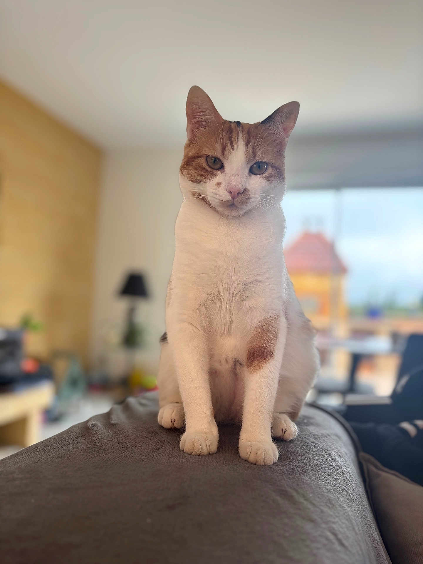 Wendy Jeanne Marquez participe au concours pour gagner de l'argent avec cette photo : animal, blurred_background, cat, cozy, domestic_cat, ears, feline, home, indoor, lamp, looking_at_camera, orange_fur, paws, pet, portrait, sitting, soft_surface, whiskers, white_fur, window