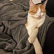 Wendy Jeanne Marquez participe au concours pour gagner de l'argent avec cette photo : animal, blanket, cat, comfort, couch, cozy, crossed_paws, feline, fur, home, indoors, living_room, orange_and_white, paws, pet, relaxed, resting, sleepy, soft_texture, window