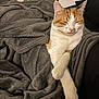 animal, blanket, cat, comfort, couch, cozy, crossed_paws, feline, fur, home, indoors, living_room, orange_and_white, paws, pet, relaxed, resting, sleepy, soft_texture, window