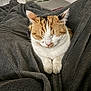 Wendy Jeanne Marquez participe au concours pour gagner de l'argent avec cette photo : animal, blanket, cat, closeup, comfort, cozy, cute, domestic, feline, fur, indoor, nap, paw, pet, relaxed, resting, sleeping, soft, warm, whiskers