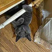 Sushi is registered to the contest to win money with this photo: animal, cat, chair_leg, curious, domestic_animal, fabric, feline, flooring, furniture, gray_cat, home, indoor, lace, paws, pet, playful, upside_down, wide_eyes, wood, wooden_floor