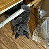 animal, cat, chair_leg, curious, domestic_animal, fabric, feline, flooring, furniture, gray_cat, home, indoor, lace, paws, pet, playful, upside_down, wide_eyes, wood, wooden_floor