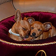 Shanna participe au concours pour gagner de l'argent avec cette photo : adorable, brown_fur, close_up, collar, couch, cozy, cuddling, dog, ears, gold_trim, indoor, maroon, paw, pet, plush_bed, puppy, resting, sleeping, two_dogs, velvet_bed
