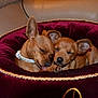 adorable, brown_fur, close_up, collar, couch, cozy, cuddling, dog, ears, gold_trim, indoor, maroon, paw, pet, plush_bed, puppy, resting, sleeping, two_dogs, velvet_bed