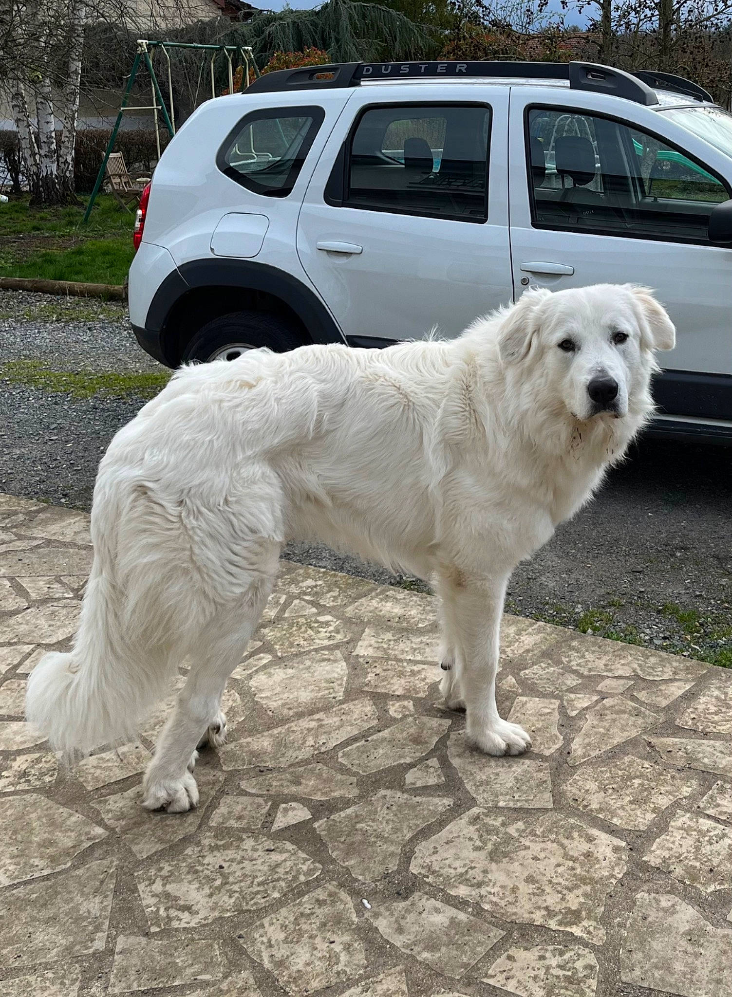 Tao a rejoint le concours — aidez-le/la à gagner de superbes lots ! canidae, car, carnivore, collar, companion_dog, dog, dog_breed, dog_collar, fawn, plant, road_surface, sky, snout, sporting_group, tail, tree, vehicle, wheel, window, working_animal