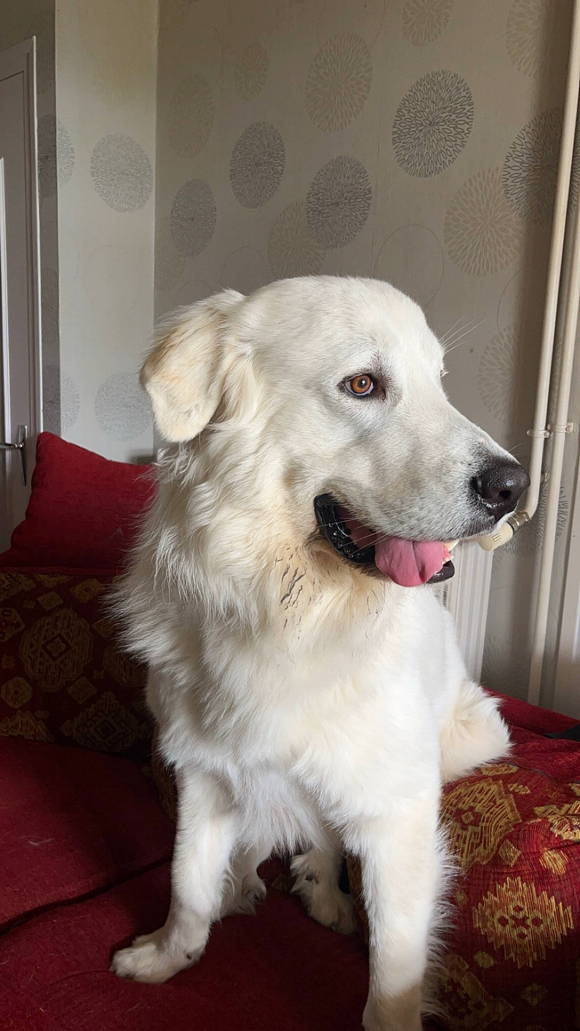 Tao participe au concours pour gagner de l'argent avec cette photo : biting, canidae, carnivore, collar, companion_dog, dog, dog_breed, dog_collar, fang, fawn, flooring, fur, pet_supply, polish_tatra_sheepdog, shout, snout, sporting_group, whiskers, working_animal, working_dog