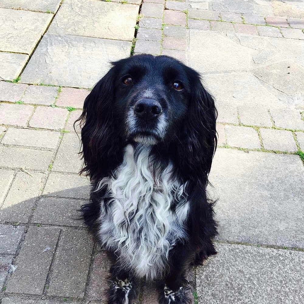 Max joined the competition — help win amazing prizes! animal, canine, city, cobblestone, cockerspaniel, dog, flagstone, hound, path, pet, puppy, road, rock, sidewalk, slate, snout, street, tile, urban, walkway