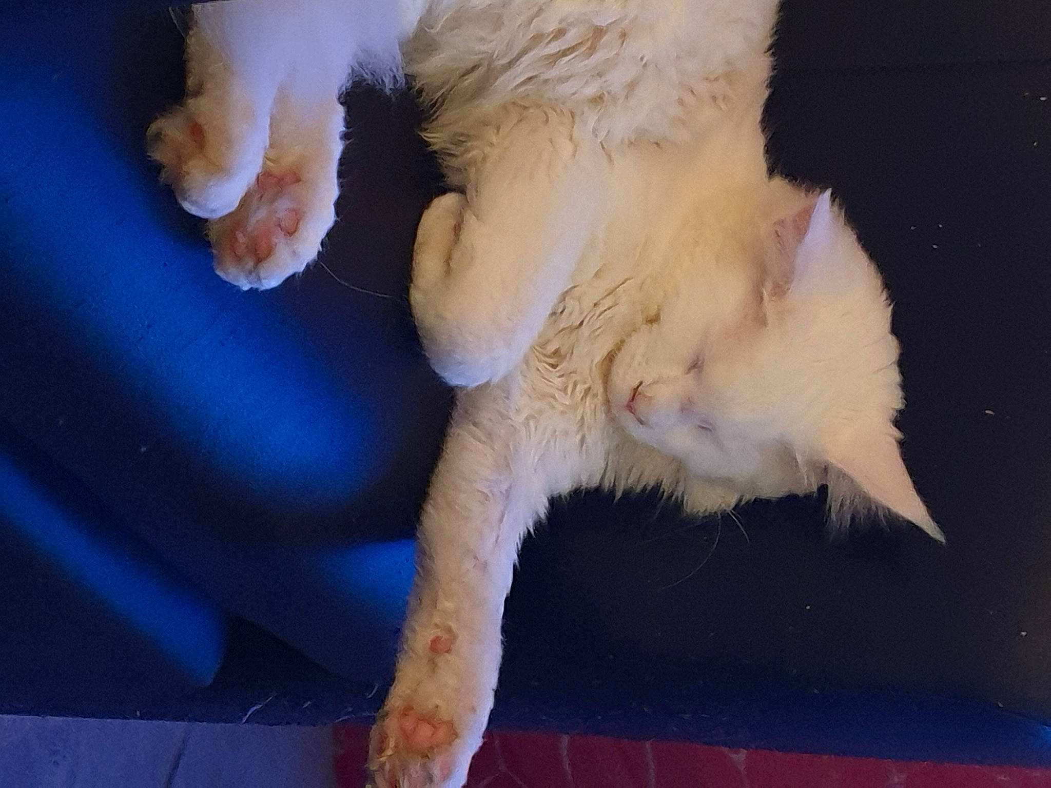 Romy participe au concours pour gagner de l'argent avec cette photo : canidae, carnivore, cat, claw, cockatoo, companion_dog, dog_breed, fang, fawn, feather, felidae, fur, goats, mammal, paw, small_to_medium_sized_cats, sporting_group, tail, vertebrate, whiskers